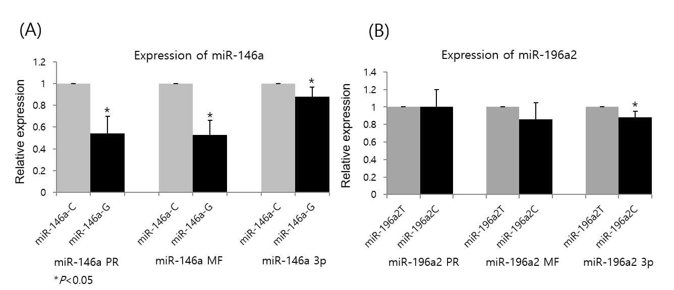 miRNA-146a 및 -196a2 의 유전자 다형에 따른 expression levels.