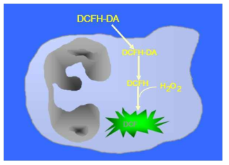 세포속에서 DCFH-DA가 ROS와 반응하여 DCF (형광물질)가 되는 기작