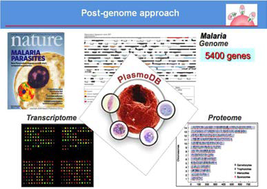 PlasmoDB를 이용한 말라리아의 게놈, 전사체, 및 단백체 정보 활용