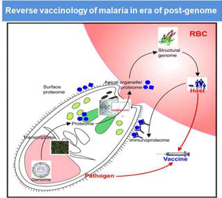 Reverse vaccinology 연구 기법을 이용한 말라리아 연구