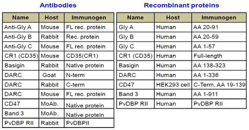 적혈구 표면 receptor 후보 단백질의 항체 및 재조합 단백질 정보 리스트