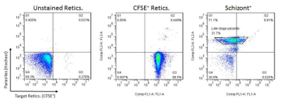 FACS를 이용한 재감염 억제 분석. 실험 control (Unstained Retics.), 망상 적혈구 control (CFSE+ Retics.) 및 삼일열원충 control (Schizont+)