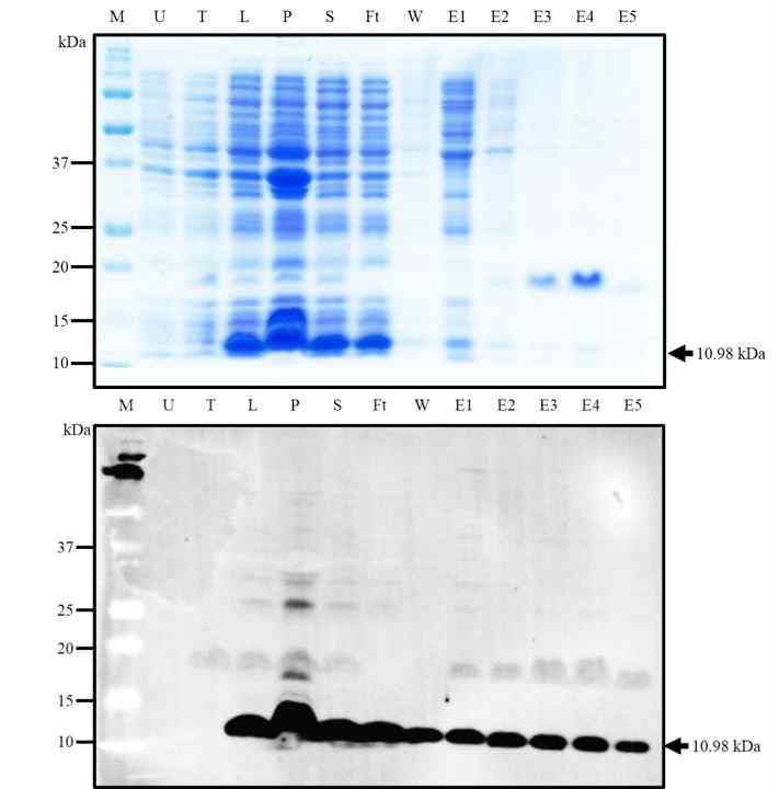 DARC 단백질 발현 결과 분석