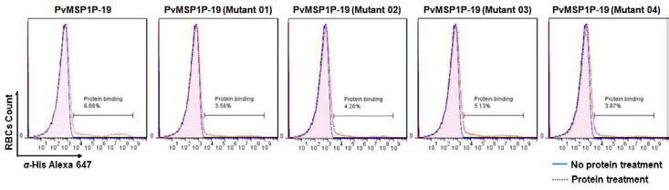 아미노산 변이 유도 PvMSP1P-19의 망상적혈구 결합력 FACS 분석