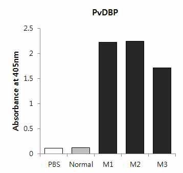 PvDBP-RII 면역 후 항체 형성