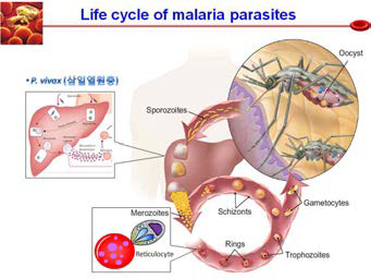 말라리아 원충의 생활사