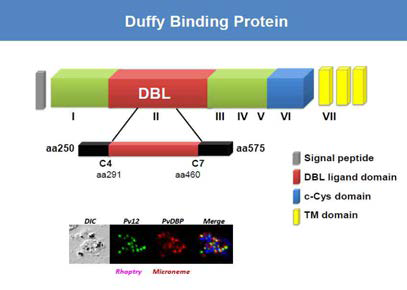 DBP의 단백질 구조 및 원충 내 분포