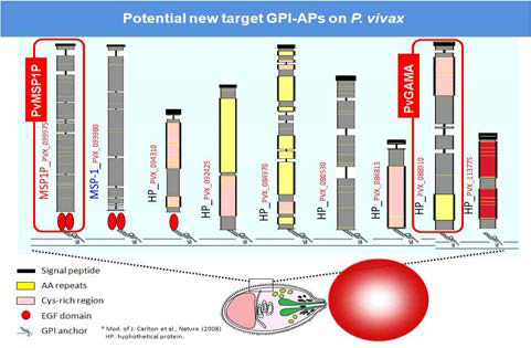 새로운 삼일열원충 분열소체 GPI-AP