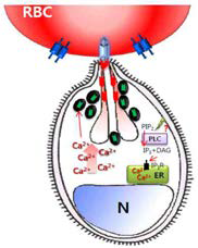 분열소체 내 Ca2+ signalling