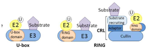 U-Box domain과 RING finger domain의 구조 비교