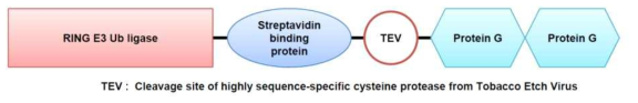 GS tag을 붙인 RING E3 Ub ligase 재조합 단백질의 모식도