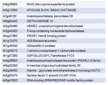 Yeast two-hybrid 방법을 통해 확보한 AtAIRP2의 잠재적 기질 단백질 목록