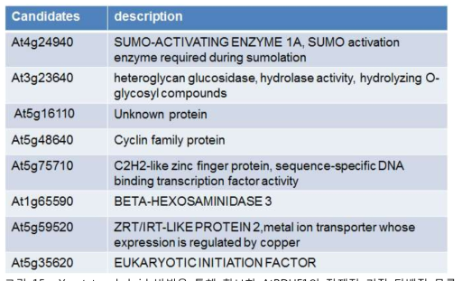 Yeast two-hybrid 방법을 통해 확보한 AtRDUF1의 잠재적 기질 단백질 목록
