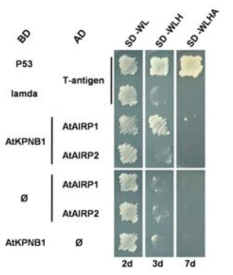 AtAIRP1과 AtKPNB1의 결합확인