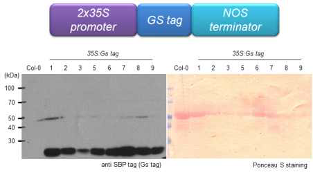 35S:GS-tag 형질전환 식물체에서 GS-tag 재조합 단백질 발현 확인