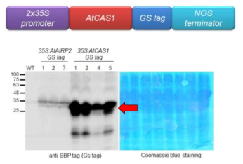 35S:AtATP1-GS tag 형질전환 식물체에서 AtATP1-GS tag 재조합 단백질 발현 확인