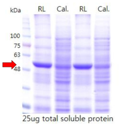 형질전환 식물체와 캘러스의 단백질 조성 비교 결과