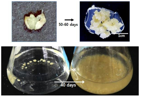 형질전환 식물체로부터 캘러스 유도과정 및 캘러스 액체 배양 결과