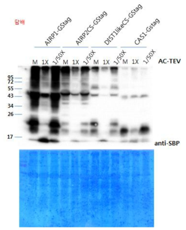 AIRP1-GS tag, AIRP2CS-GS tag, DILT1L-CS-GS tag, ATP1-GS tag 단백질 분해 효소 반응 테스트