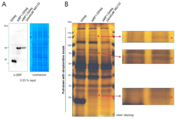 A. 형질전환 캘러스에서 재조합 단백질 발현 확인 B. streptavidine bead를 이용하여 GS tag 및 AtAIRP1-GS tag 재조합 단백질을 면역 침강 결과