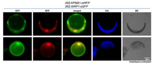 KPNB1-mRFP와 AtAIRP1-sGFP를 애기장대 protoplast co-transfection 결과