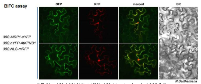 nYFP-AtKPNB1과 AtAIRP1-cYFP N.benthamiana leaf BiFC 결과