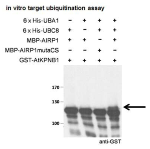 In vitro substrate ubiquitination 결과