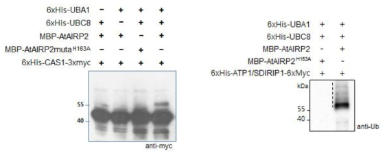 ATP1 단백질과 AtAIRP2 단백질의 상호결합을 확인하기 위한 in vitro substrate ubiquitination assay >