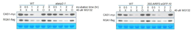 ATP1 단백질의 cell-free degradation assay