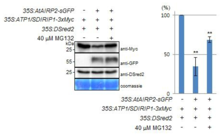 AtAIRP2-sGFP, ATP1-3xmyc 애기장대 protoplast 발현 실험