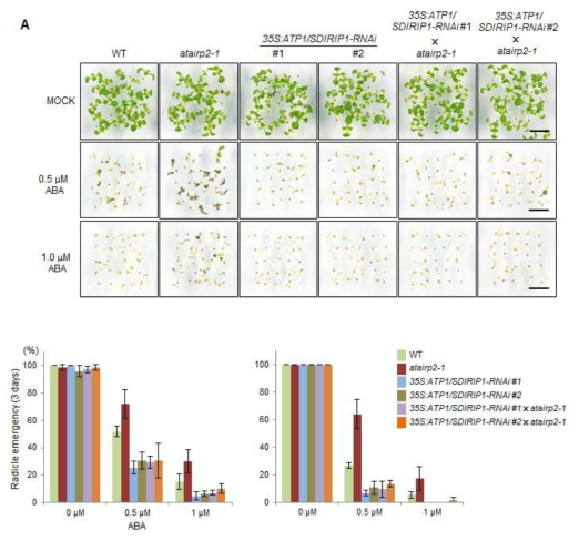 WT, atairp2-1, 35S:ATP1/SDIRIP1-RNAi, 35S:ATP1/SDIRIP1-RNAi X atairp2-1 식물의 ABA에 의한 발아 억제 실험