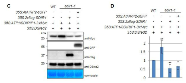 AtAIRP2-sGFP, 2xflag-SDIR1, ATP1-3xmyc, Dsred2를 애기장대 야생형 및 atairp2-1 돌연변이체 protoplast에 발현시킨 결과