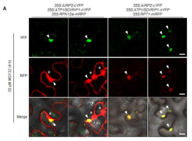 BiFC에서 검출된 녹색 형광 신호와 JUNQ 마커인 RPN12a-mRFP, RPT1-mRFP의 적색 형광 신호의 위치 비교