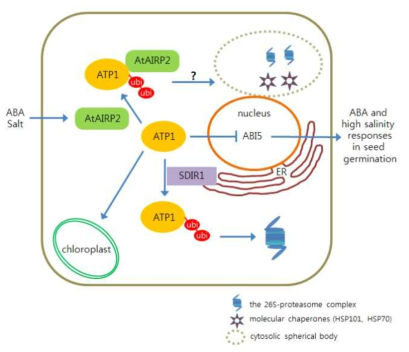 AtAIRP2와 AtATP1, AtSDIR1 단백질의 세포내 콘트롤 모드 모식도