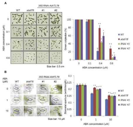 A .야생형과 atatl78 돌연변이체의 ABA 배지 발아 테스트 결과 B. 야생형과 atatl78 돌연변이체의 기공 닫힘 반응 조사 결과