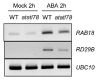 야생형과 atatl78 돌연변이체에서 ABA 신호 전달 마커 유전자 발현 패턴 조사