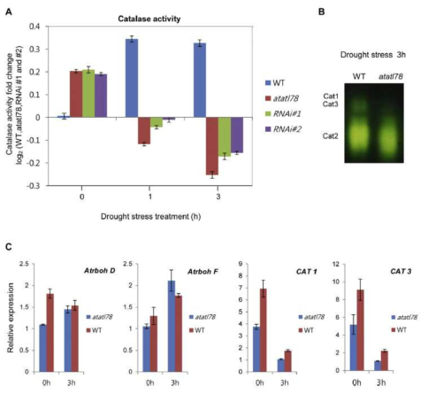 A. 야생형과 atl78 knock-out, knock-down 식물체의 catalase activity B. catalase 측정 실험 결과의 사진 C. 야생형과 atl78 knock-out, knock-down 식물체의 Atrboh D, Atrboh F, CAT1, CAT3 qRT-PCR 결과