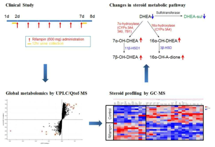 남자에서 rivampin에 의한 PXR activation에 따른 내인성 대사체 변화 연구의 전반적 모식