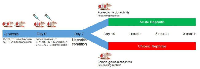 만성 및 급성 신염 랫드 모델구축 실험 디자인