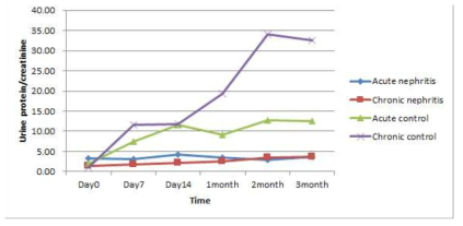 급성/만성 신염 랫드 모델의 단백뇨 변화