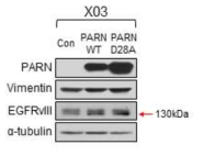 EGFR 하부 signaling 확인