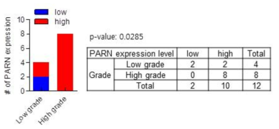 Public database에서 PARN의 발현 및 예후 관련성 검증