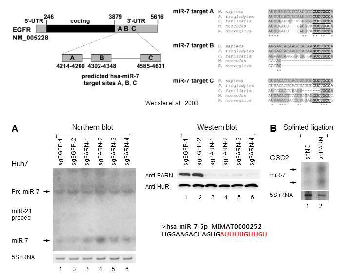 EGFR(=EGFRvIII)의 발현을 마이크로 RNA-7을 매개로 해서 조절함. PARN은 마이크로 RNA-7의 발현을 negative하게 조절함. Northern blot (A) 과 splinted ligation (B) 결과.