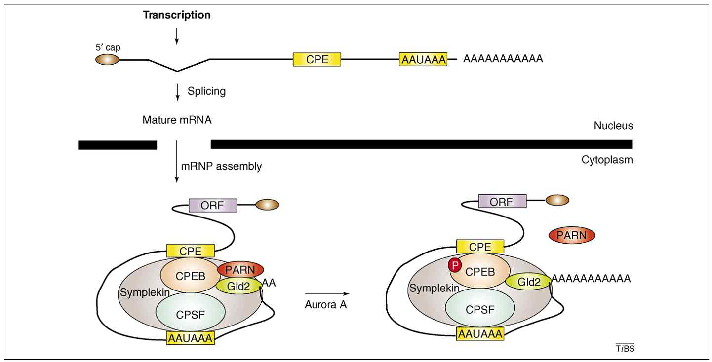 CPEB에 의한 polyadenylation. RNP: ribonucleoprotein; CPSF: polyadenylation specificity factor. (TRENDS in Biochemical Sciences, 2007).