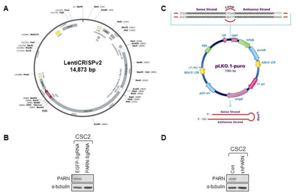 RNA Seq을 수행하기 위하여 뇌종양 환자유래 줄기세포 PARN knockout 및 knockdown 세포 구축