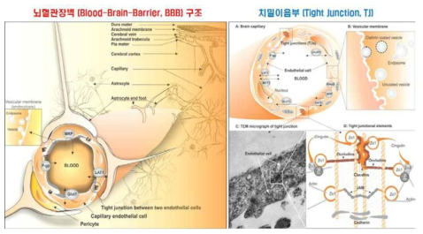 뇌혈관장벽 (Blood-Brain-Barrier, BBB) 및 치밀이음부(tight junction) 구조