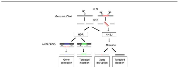 zinc finger nuclease를 이용한 genome editing의 예