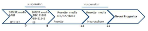 인간배아줄기세포로부터 신경전구세포로의 분화 방법 모식도