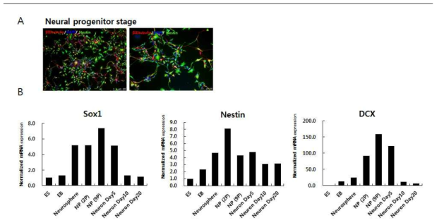 전분화능 줄기세포 유래 신경세포 분화 조건 확립 및 분화 특성 검증