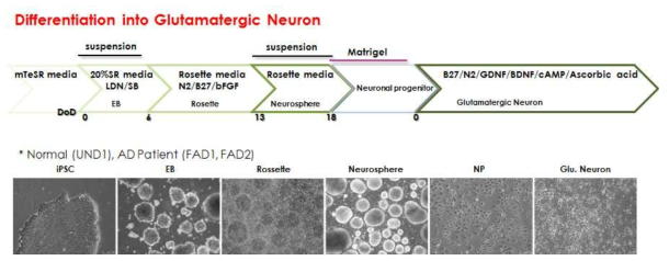 역분화 줄기세포 유래 Glutamatergic neuron 분화 조건 확립 및 분화 특성 검증